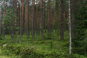 natural paisagem, pinho boreal floresta com musgo vegetação rasteira, conífero taiga foto