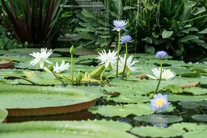 coleção do florescendo água lírios dentro a exposição do a botânico jardim foto