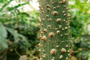 tronco do seda fio dental árvore ceiba speciosa coberto com espinhos, em uma natural borrado fundo foto