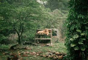 uma leoa sentado em uma de madeira cadeira dentro uma jardim foto