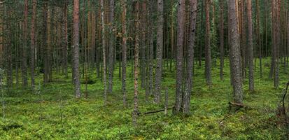 natural paisagem, pinho boreal floresta com musgo vegetação rasteira, conífero taiga foto