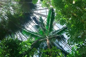 coroas do Palma árvores e de outros tropical árvores debaixo a vidro teto do a estufa foto