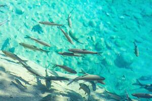 rebanho do peixe dentro Claro azul água dentro uma montanha corrente foto