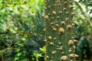 tronco do seda fio dental árvore ceiba speciosa coberto com espinhos, em uma natural borrado fundo foto