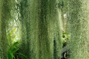 matagais do espanhol musgo Tillandsia usneoides dentro uma estufa entre tropical plantas foto