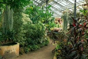 interior do uma ampla estufa com uma coleção do tropical plantas foto