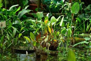 aquático e pântano plantas estão crescido dentro água dentro uma estufa foto