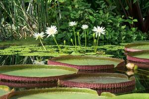 floração tropical aquático plantas dentro a estufa piscina foto