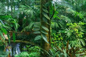 tropical vegetação dentro uma ampla estufa com uma lagoa foto