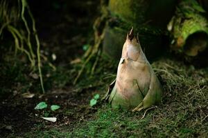 bambu brotar emergente a partir de a encalhado dentro a sombrio vegetação rasteira foto