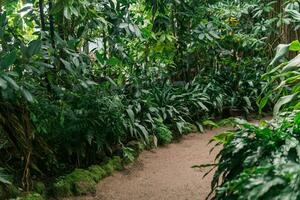 interior do uma ampla estufa com tropical plantas foto