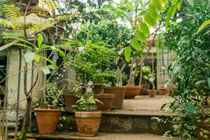 tropical plantas dentro panelas dentro uma ampla vintage estufa foto