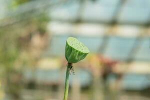 verde lótus fruta contra borrado estufa fundo foto