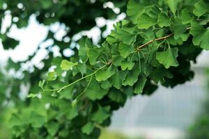 ginkgo árvore ramo com folhas fechar acima em borrado natural fundo foto