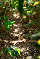 embaçado caminho entre alta sasa bambu, foco em perto folhas foto