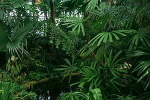 tropical plantas sobre uma lagoa dentro a interior do uma ampla estufa foto
