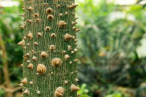 tronco do seda fio dental árvore ceiba speciosa coberto com espinhos, em uma natural borrado fundo foto