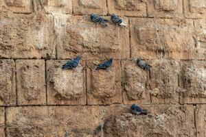 pombas sentar em uma vertical antigo pedra parede foto