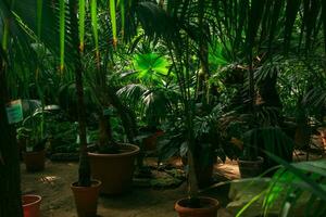 interior do uma ampla estufa com diferente tropical plantas foto