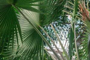 folhas do Palma árvores e de outros tropical plantas cobrir a teto dentro a estufa foto