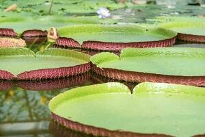 flutuando folhas do uma gigante água lírio victoria amazonica foto