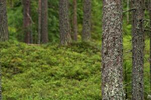 natural paisagem, pinho roupa de baixo em uma manchado fundo do boreal floresta com musgo vegetação rasteira, conífero taiga, foto