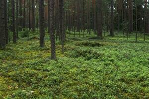 natural paisagem, pinho boreal floresta com musgo vegetação rasteira, conífero taiga foto