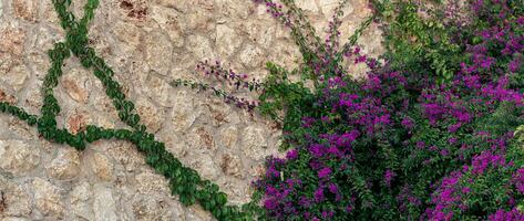 fundo - velho pedra parede, parcialmente entrelaçado com uma florescendo mandevilla rastejador foto