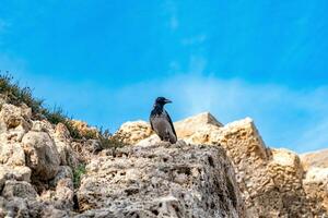 Corvo senta em uma pedra do antigo ruínas contra a céu foto