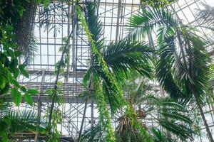 coroas do Palma árvores e de outros tropical árvores debaixo a vidro teto do a estufa foto
