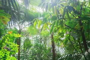 Palmeiras e de outros tropical árvores dentro ampla estufa foto