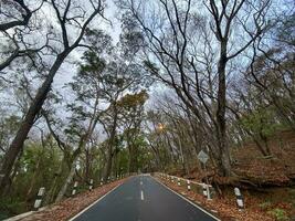 isto é floresta mahagoni dentro Jojakarta. dentro isto floresta muitos biodiversidade e qualquer velho cemitério dentro aqui foto