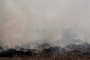 poeira densa e fumaça de restolho em chamas em áreas agrícolas pós-colheita