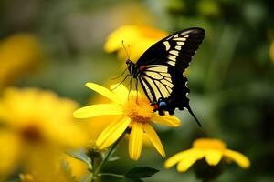 ai gerado uma amarelo e Preto borboleta poleiro em uma amarelo flor foto