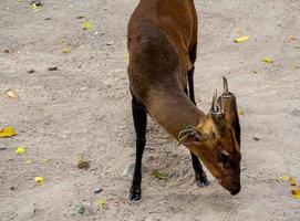 um cervo latindo no solo seco, criado no zoológico com uma etiqueta presa à orelha