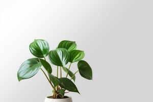 ai gerado verde folha plantar em vaso dentro branco fundo foto