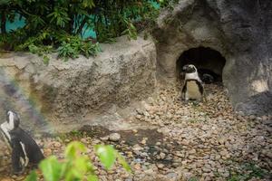 pinguins em gaiola no zoológico foto