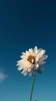 ai gerado uma solteiro branco flor com uma azul céu dentro a fundo foto