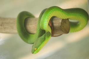 uma cobra chamada carcaça do mar, também comumente conhecida como víbora verde, é um tipo de cobra venenosa perigosa. tem o nome científico trimeresurus albolabris foto