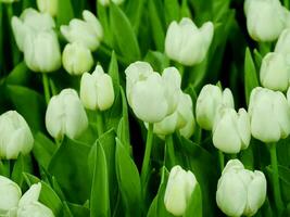 branco tulipas fechar-se, jardins florescendo Primavera flores, colorida tulipas foto