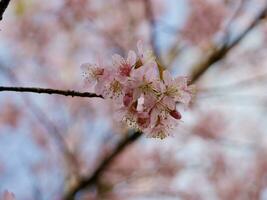 Rosa phaya suéa krong flores florescendo dentro a vento, Rosa flores florescendo dentro a vento atrás branco nuvens e brilhante céu, sakura Tailândia - cereja flores dentro Tailândia foto