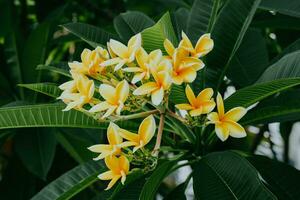 amarelo frangipani flores ou plumeria fechar acima em verde folha fundo. para spa e terapia flor, frangipani, plumeria, têmpora árvore, cemitério árvore. foto