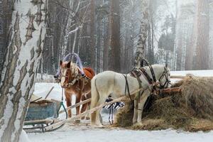 inverno cavalos dentro arreios comer feno, gelado, inverno panorama foto