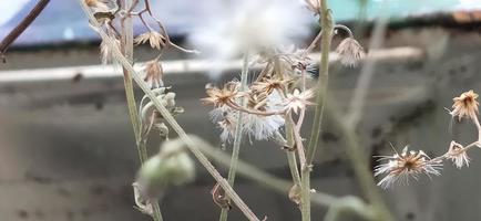 foto de flor seca