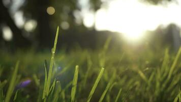 verão Relva Prado movimento borrão do agradável vento com brilhante luz solar, ensolarado Primavera fundo foto