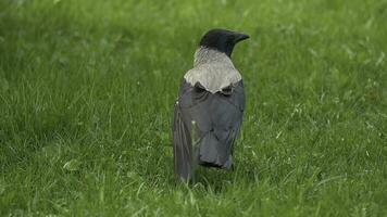 uma Raven detém dele Comida prêmio. retrato do uma Preto corvo, Raven ou torre. Preto selva Corvo em pé e comendo uma peça do pão em a verde grama. foto