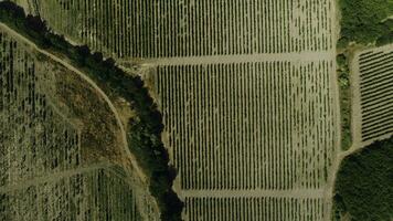 aéreo topo Visão a partir de vôo zangão do uma terra com semeado verde Campos dentro campo dentro Primavera dia. tomada. terra com crescido plantas perto verde árvores foto