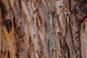 close-up de textura listrada colorida abstrata e padrão de árvore de eucalipto