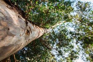 árvore de eucalipto de baixo foto