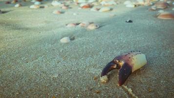 garra de caranguejo morto na areia da praia foto